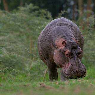Lake Naivasha - Hippo